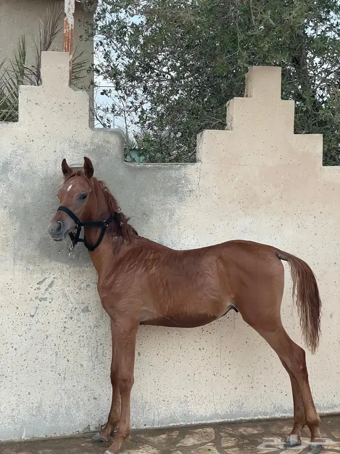 مهر واهو لم يسمى 0