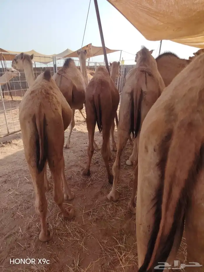 حاشي صومالي إعداد وفيره لأصحاب الجمله والملاحم 3