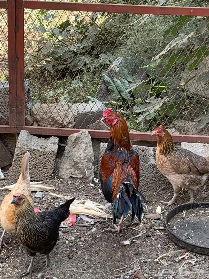 ديك باكستاني هجين 6