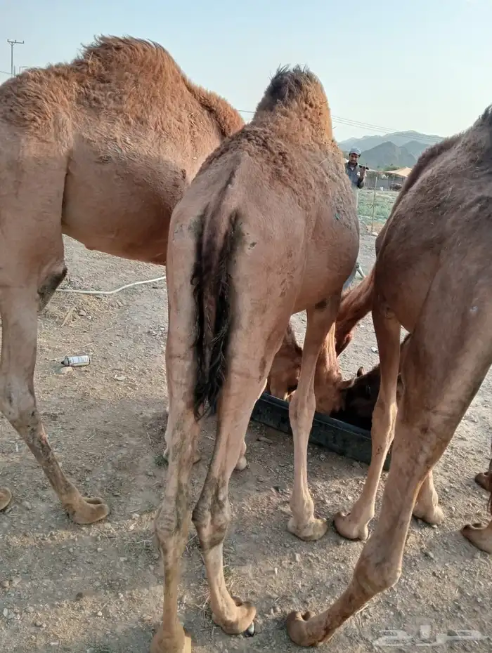 قعدان جمله للبيع من جده 1