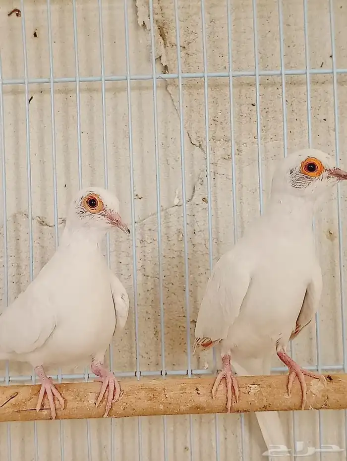 يمام للبيع 0