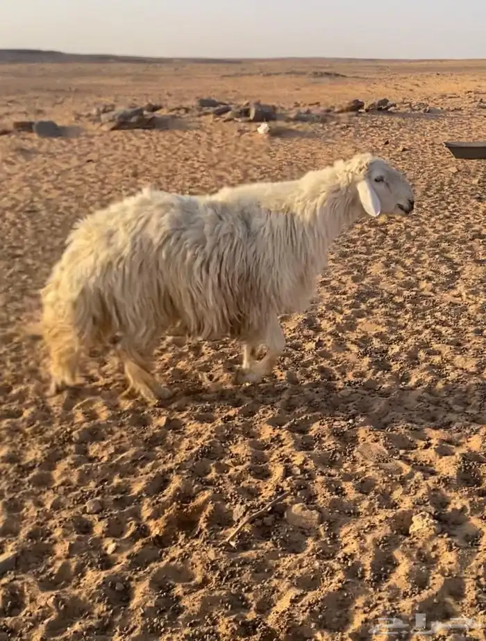 طلي فحل 3