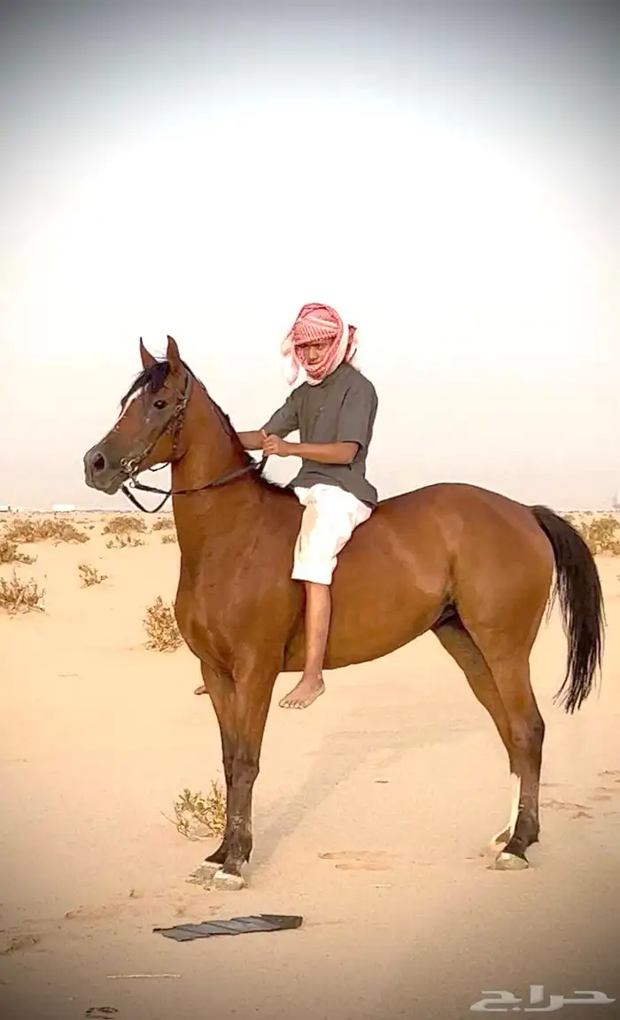 فرس شعبيه سبوق 0