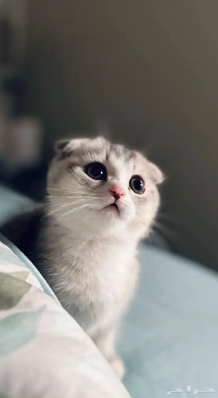 تزاوج سكوتش فولد بيور 12