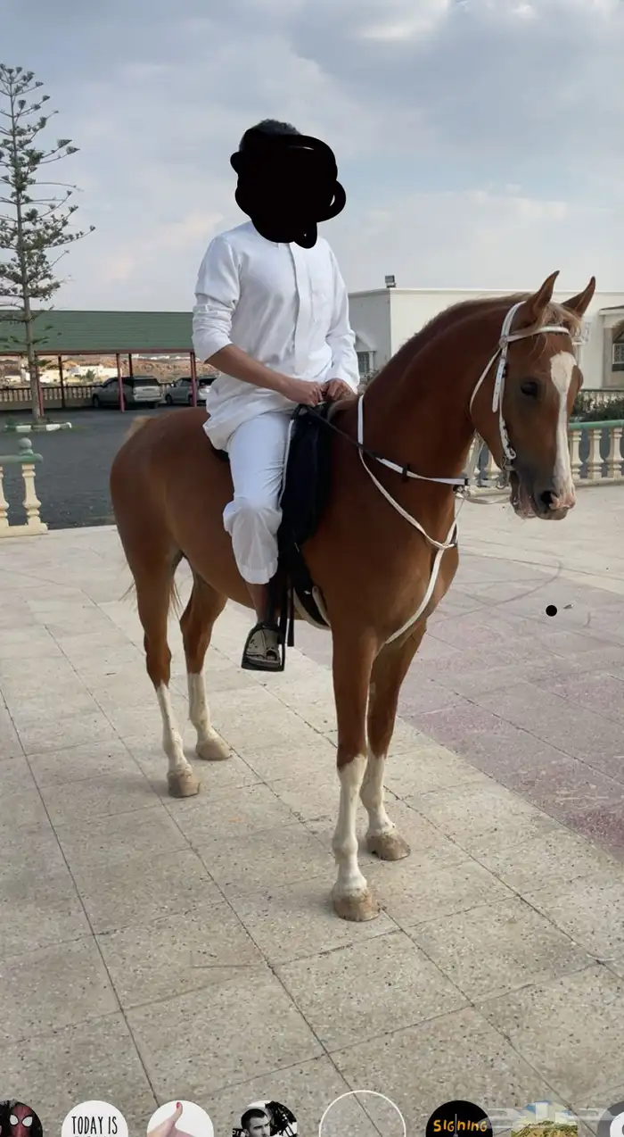 حصان كفو حار 0