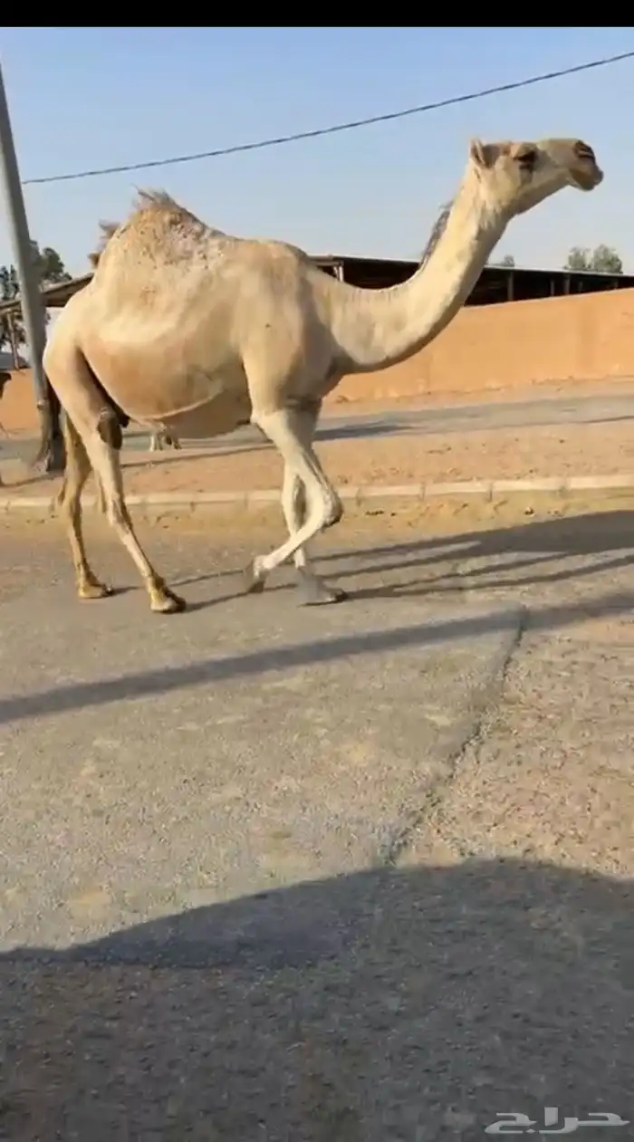لقحه على ولد الحاكم 0