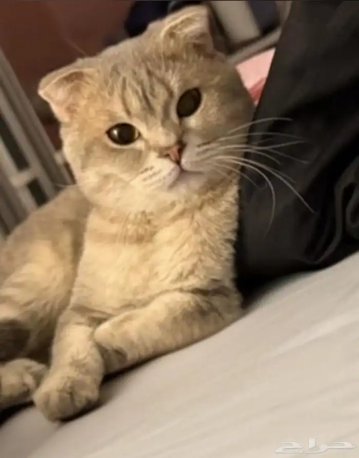 قط مفقود حي غرناطه لمن يعثر عليه 6