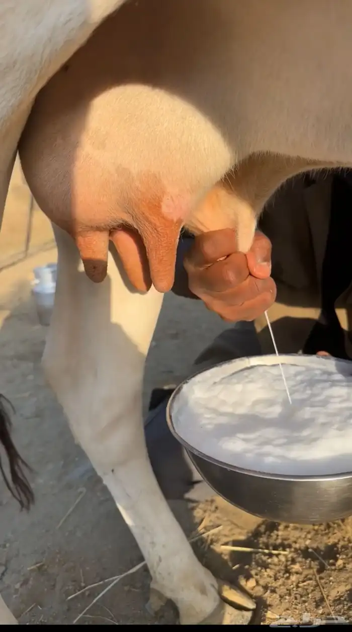 بقرتين جرسي هولندي 0
