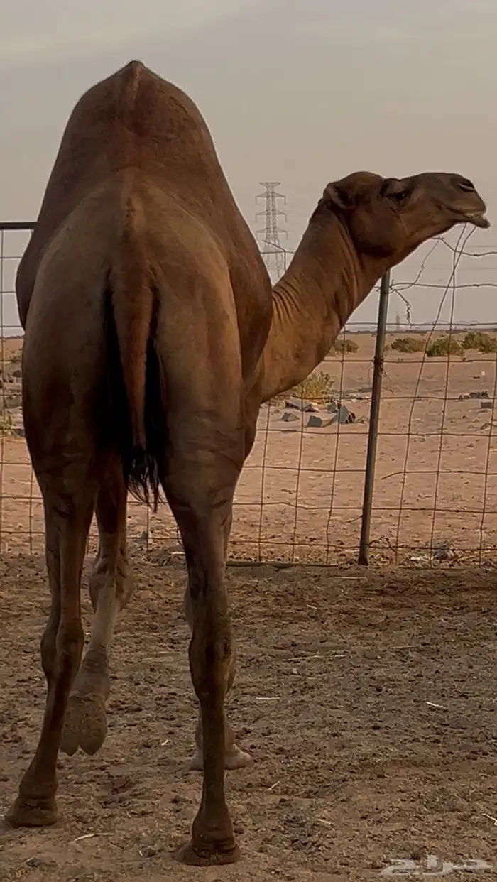 فحل ساحلي 3