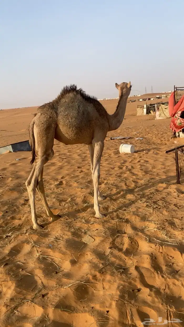 بكره لبيع 0