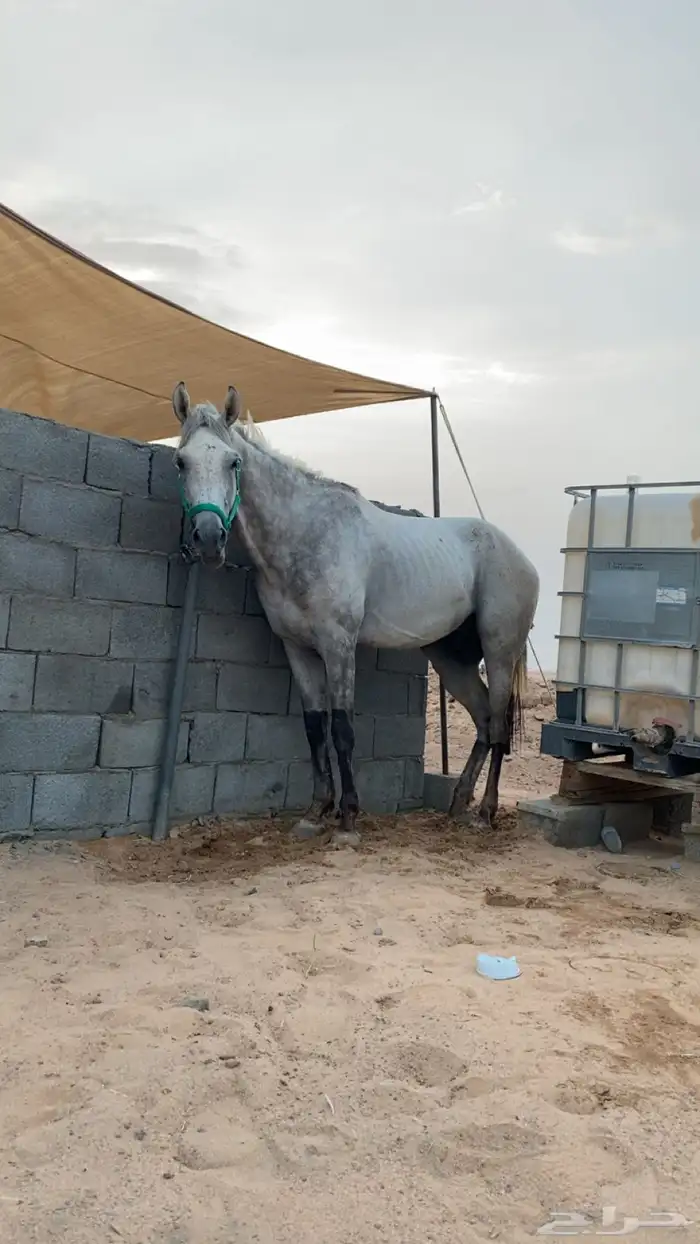 حصان شعبي 1