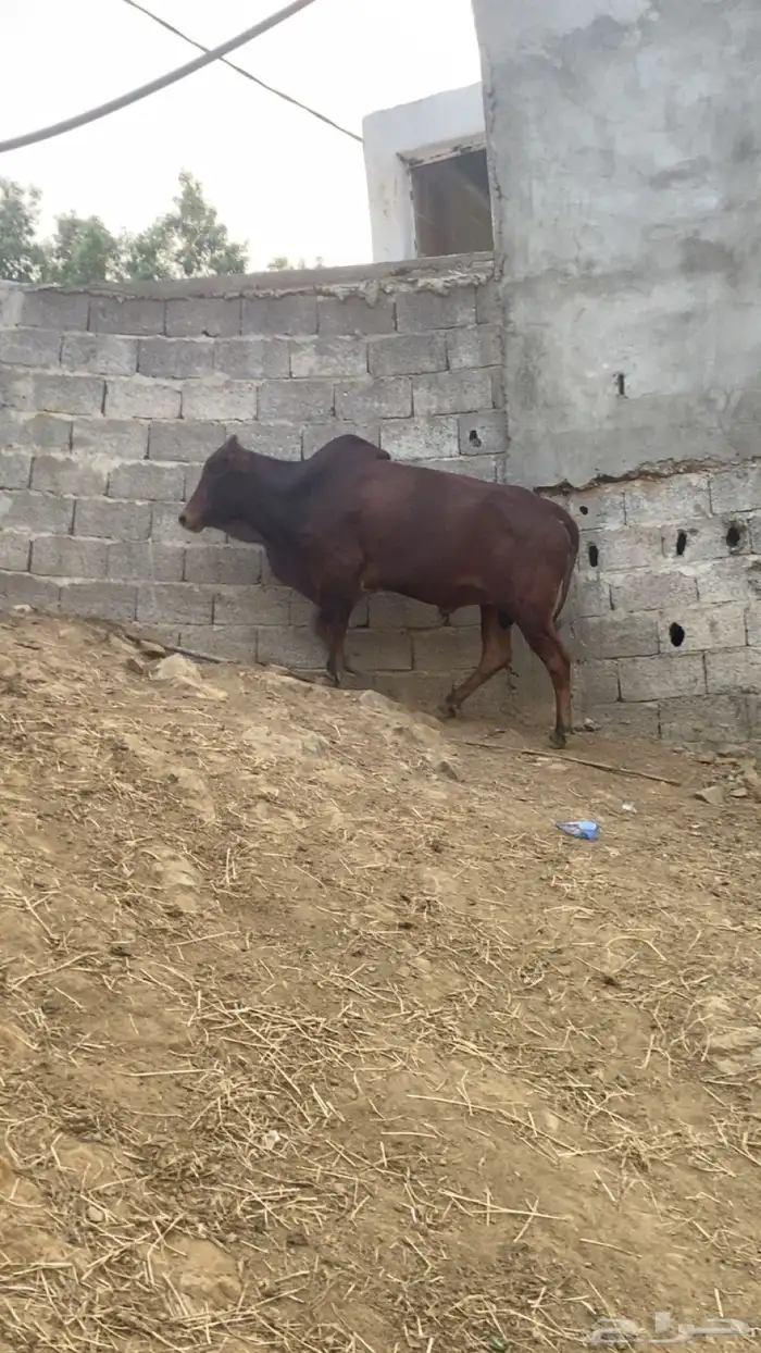 ثور للبيع الموقع هروب 0