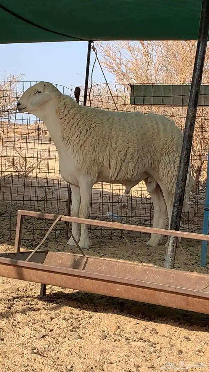 فحل حري صنف مشروط (تم البيع) 0