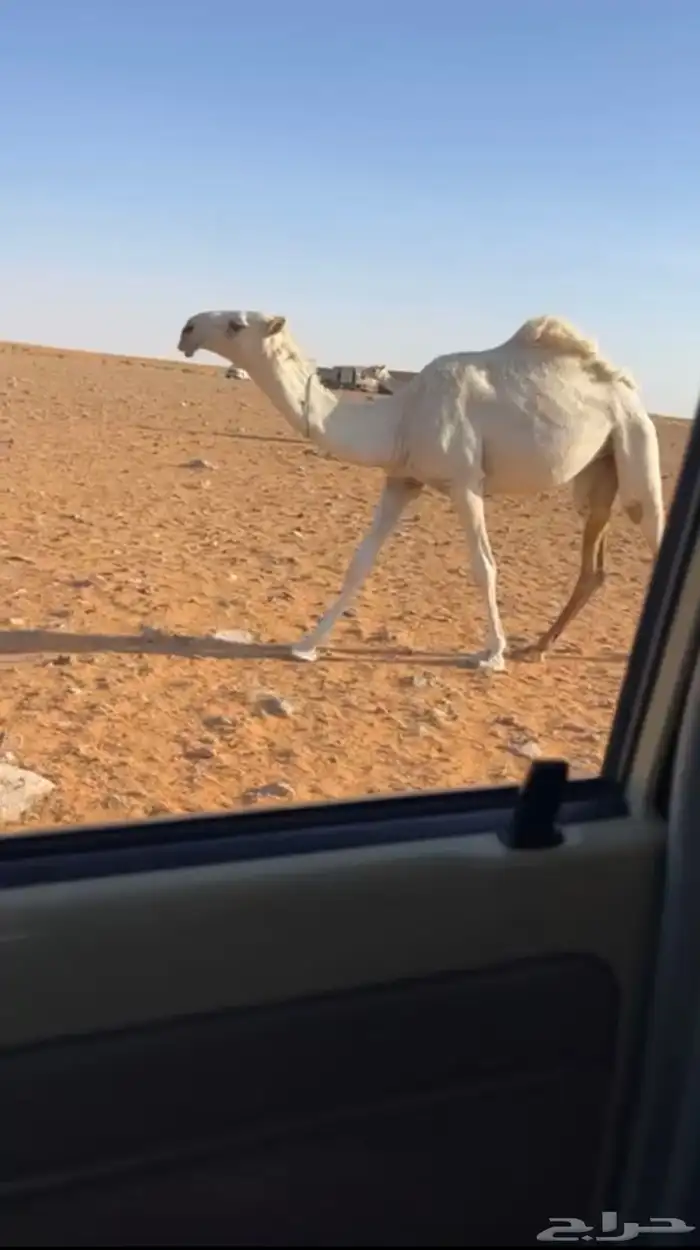 للبيع الفحل الاشقح الباتلي الكفووو 3