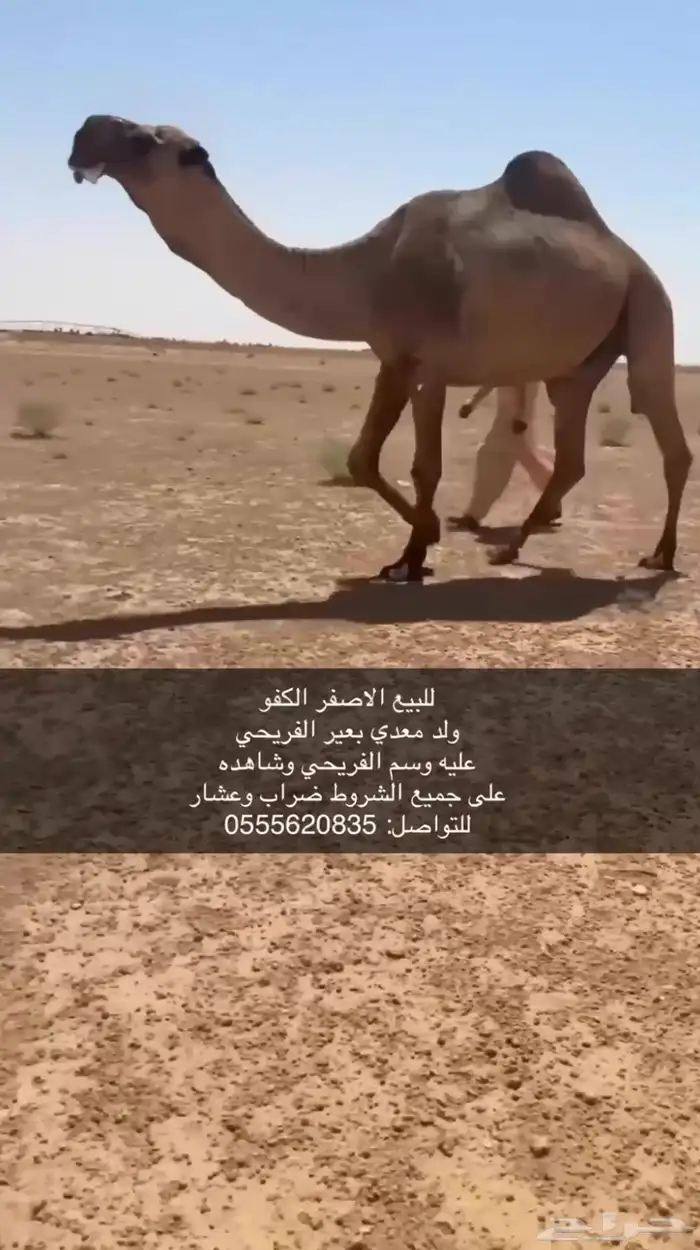 للبيع الاصفر الكفو 0