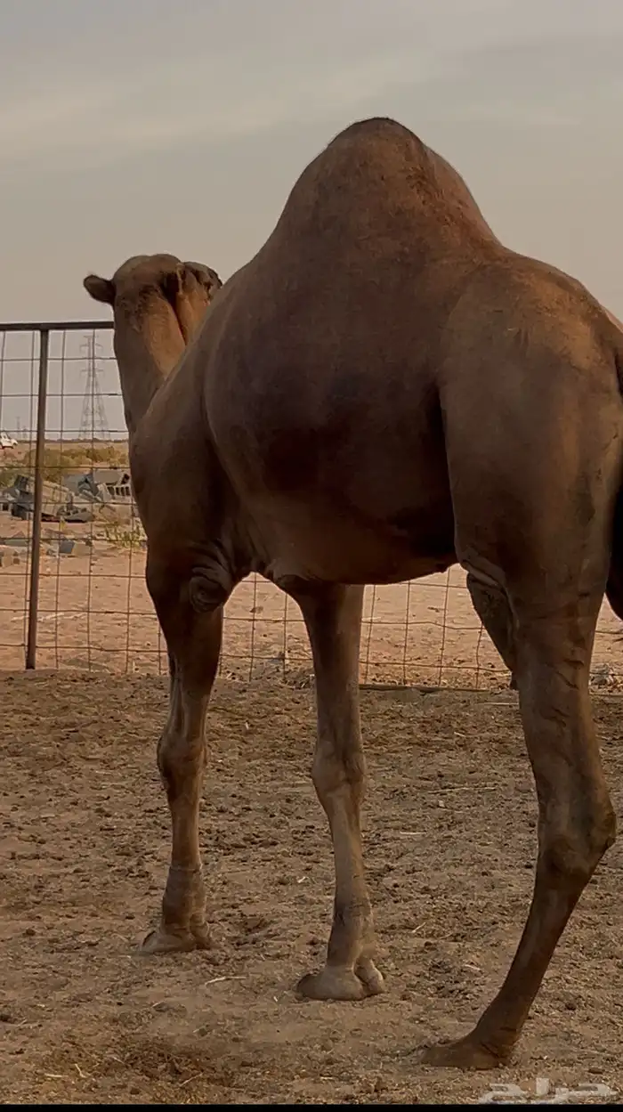 فحل ساحلي 2