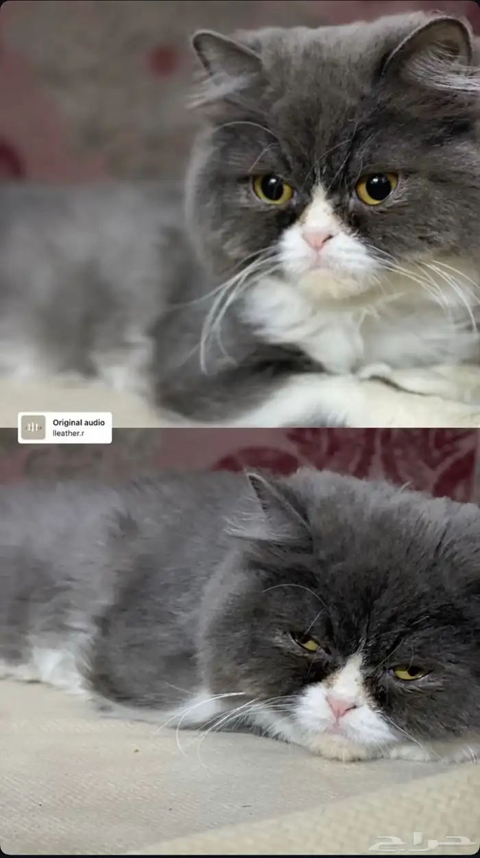 بسه انثى العمر سنه 0