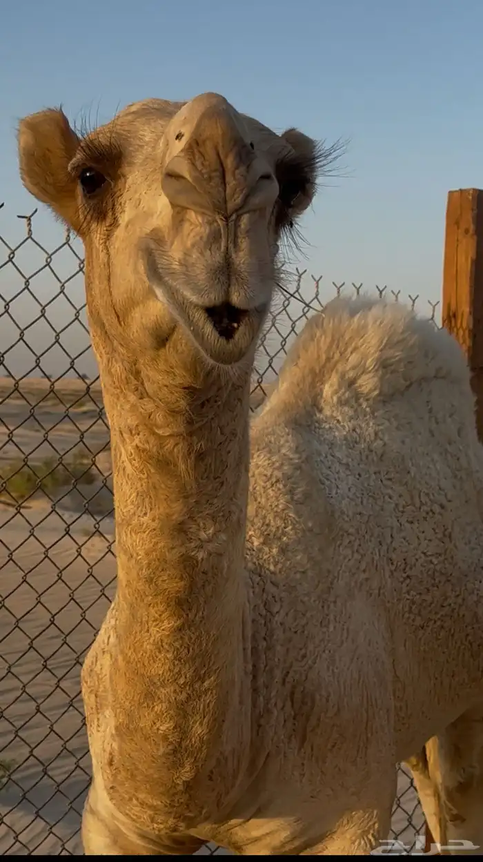 قعود باتلي 0
