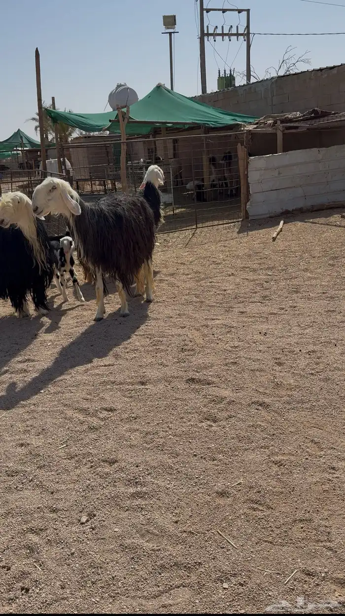 نجد مواليد تم البيع 1