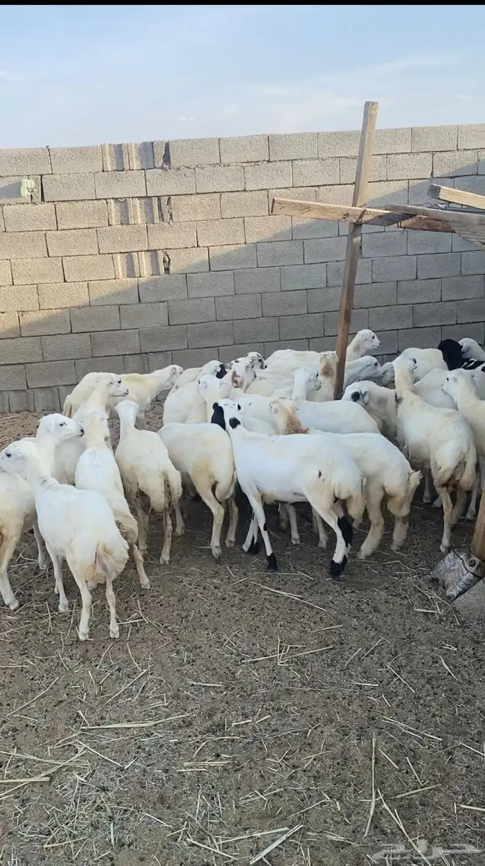 غنم رخال رفيديات 5
