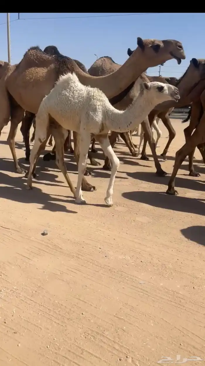 العشرا الشعلا المنتج سنها رباع 0
