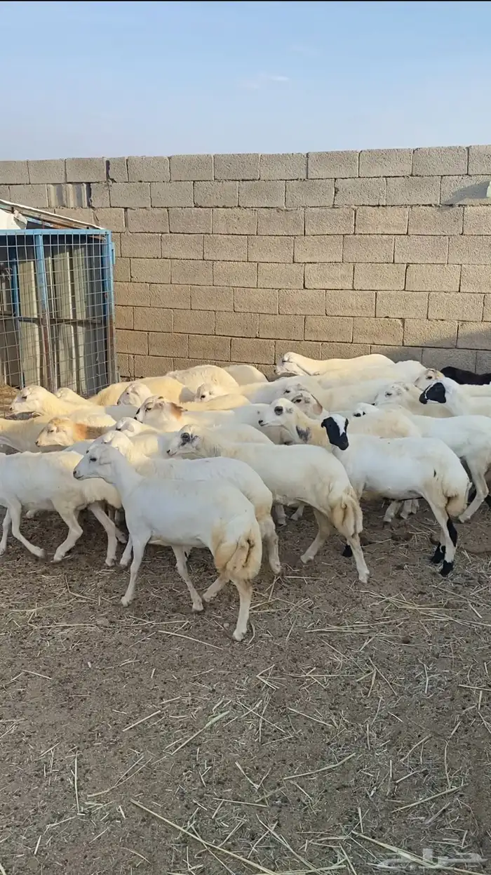 غنم رخال رفيديات 8