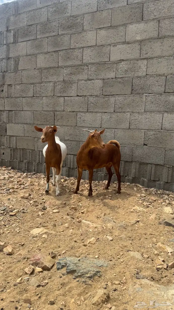 عنقان 0