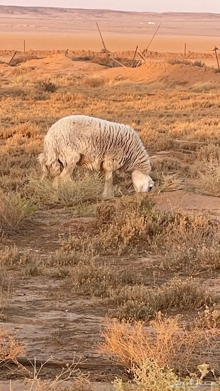 خروف حري العمر 8 شهور تقريبا 4