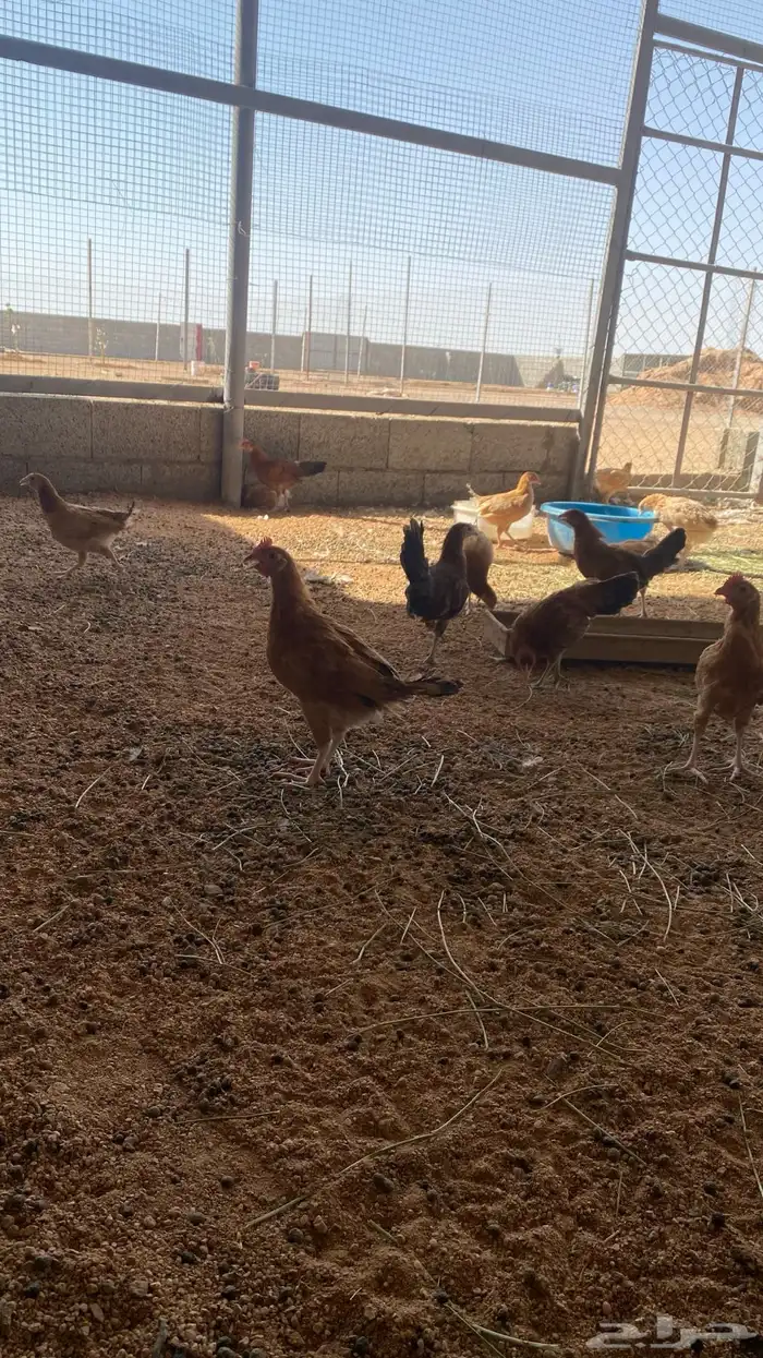 دجاج 7