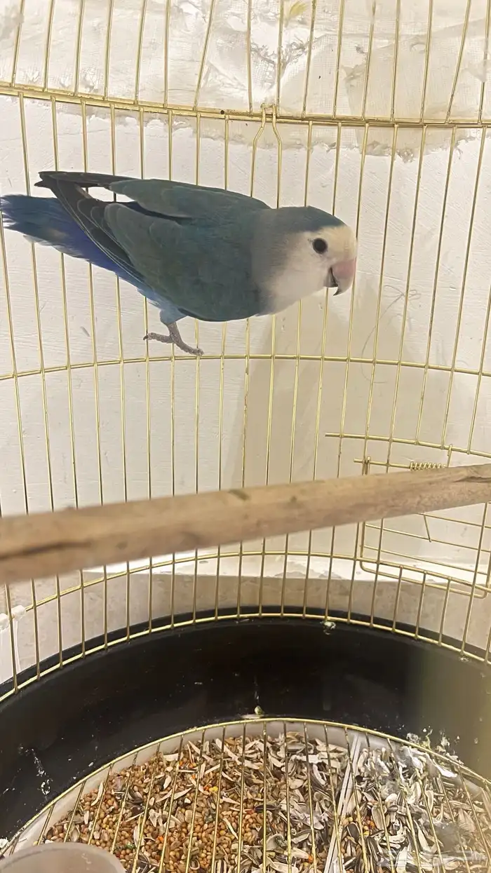 طير روز ذكر للبيع الطير 0