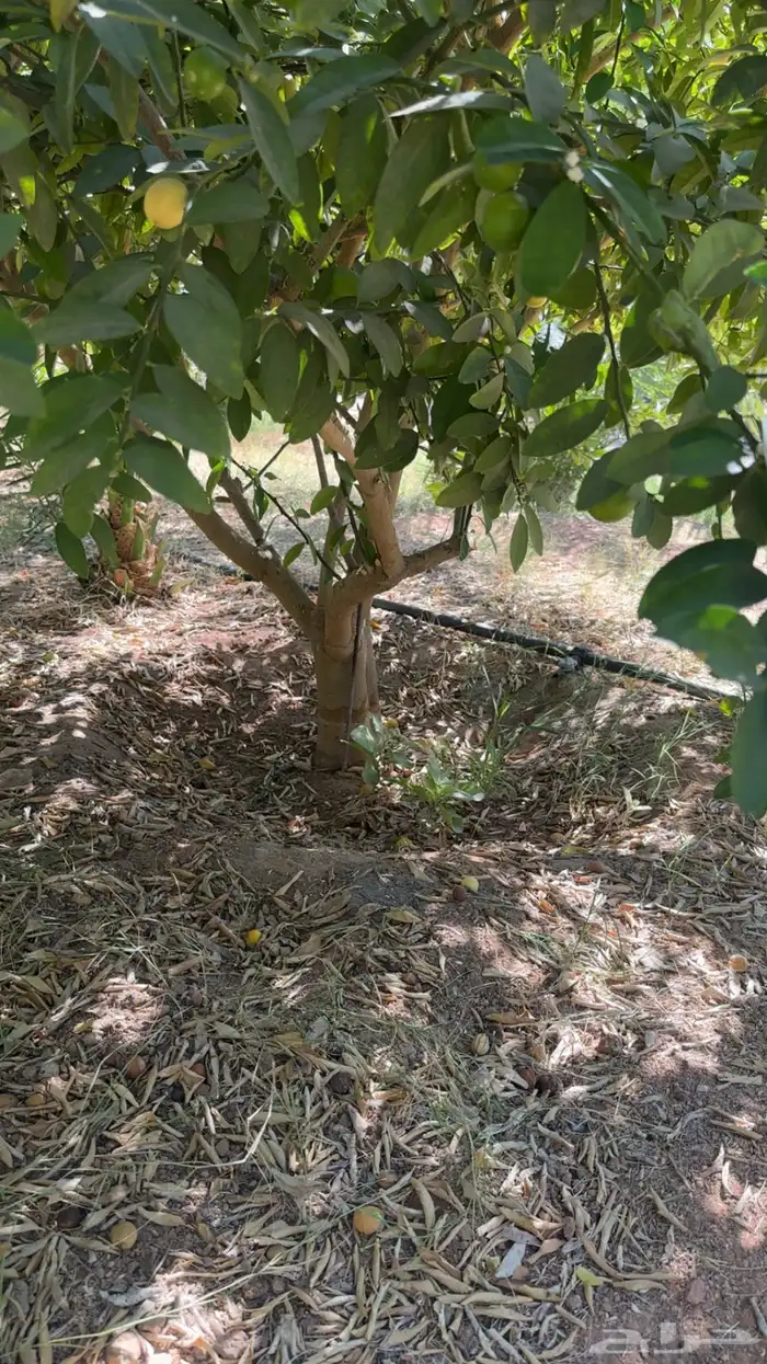 شجر ليمون ابو زهير 5