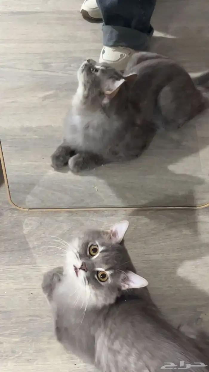 قطط 1