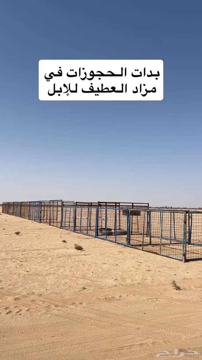 مزاد الابل بالعطيف 0