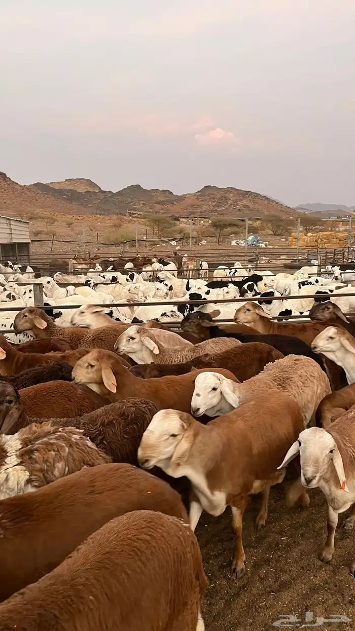 طليان سواكن حمري جادعان مرابى خمس شخور 17
