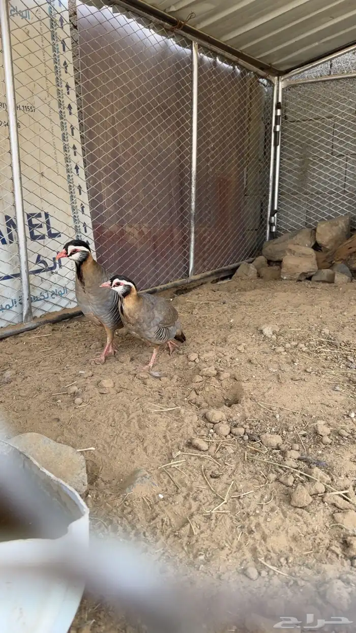 جوز قهد اليف 0