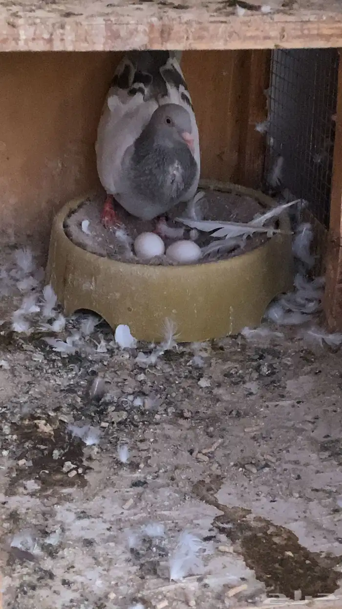 انثى دنش 3