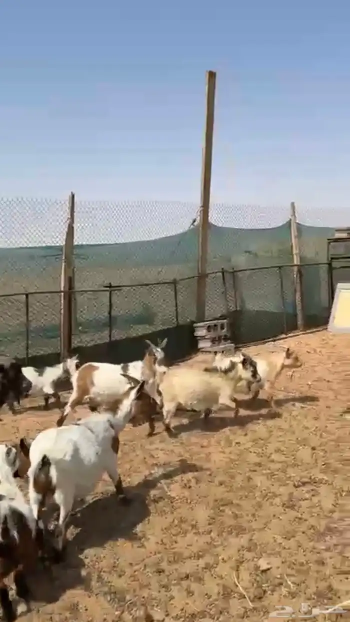 ماعز قزم 2