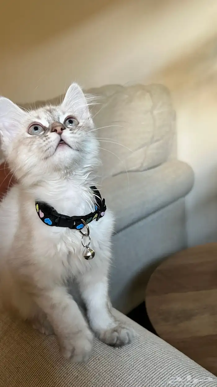 قطه هملايا للبيع 2