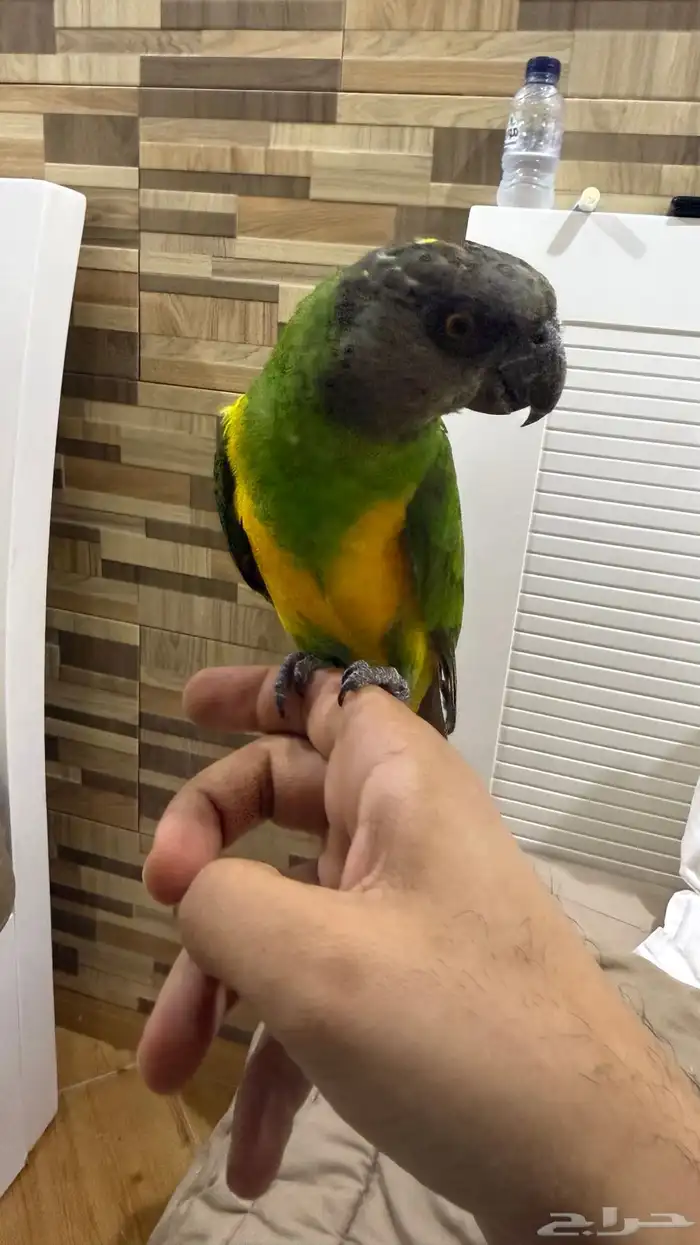 ذكر سنغالي اليف 1