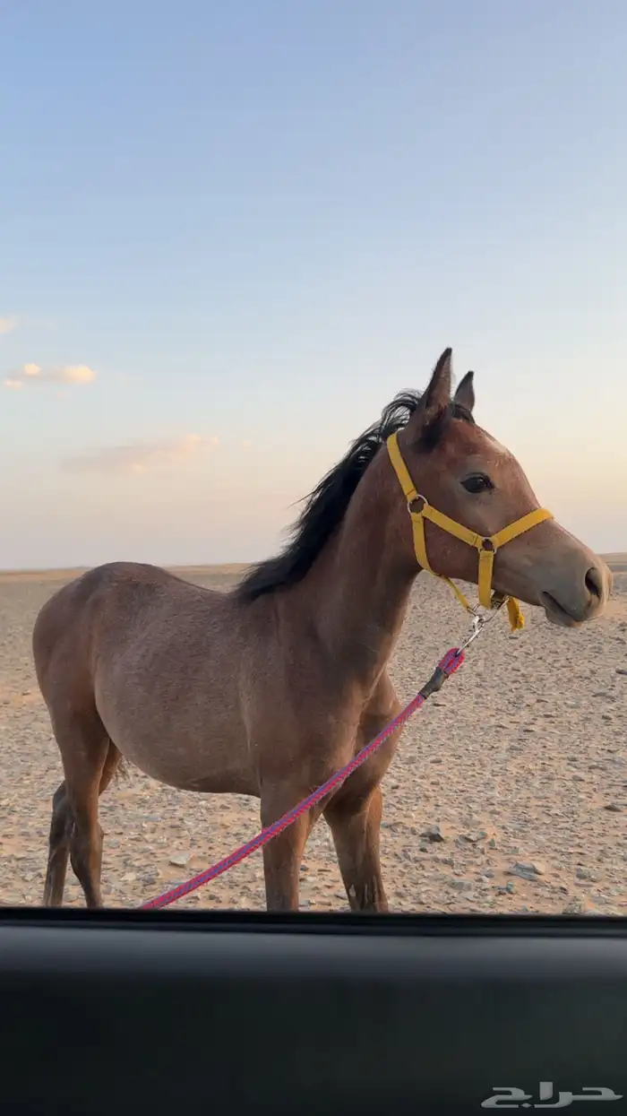 مهر شعبي كفو 1