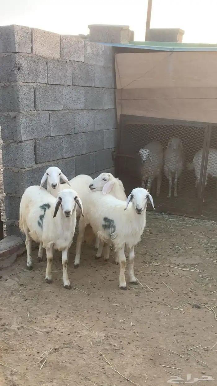 رخال حري للبيع 4 3