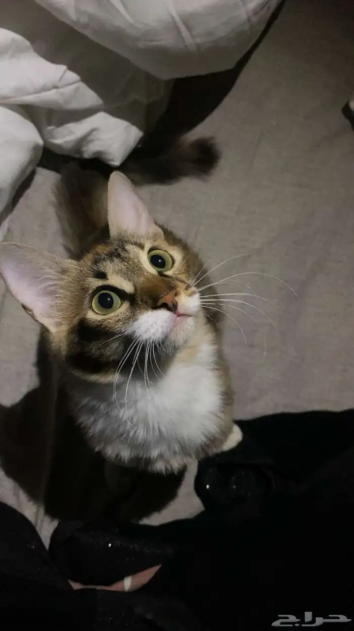 للتبني قطه أنثى العمر تقريبا من 7 أشهر إلى 8 اشهر 18