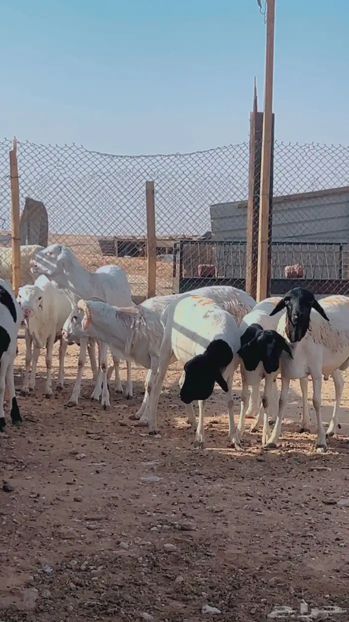 تيوس براير سواكني نعيم رفيدي حري 11
