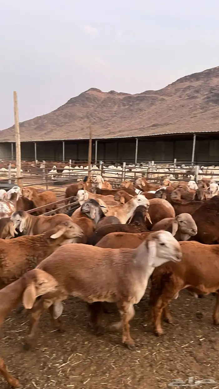 طليان سواكن حمري جادعان مرابى خمس شخور 4