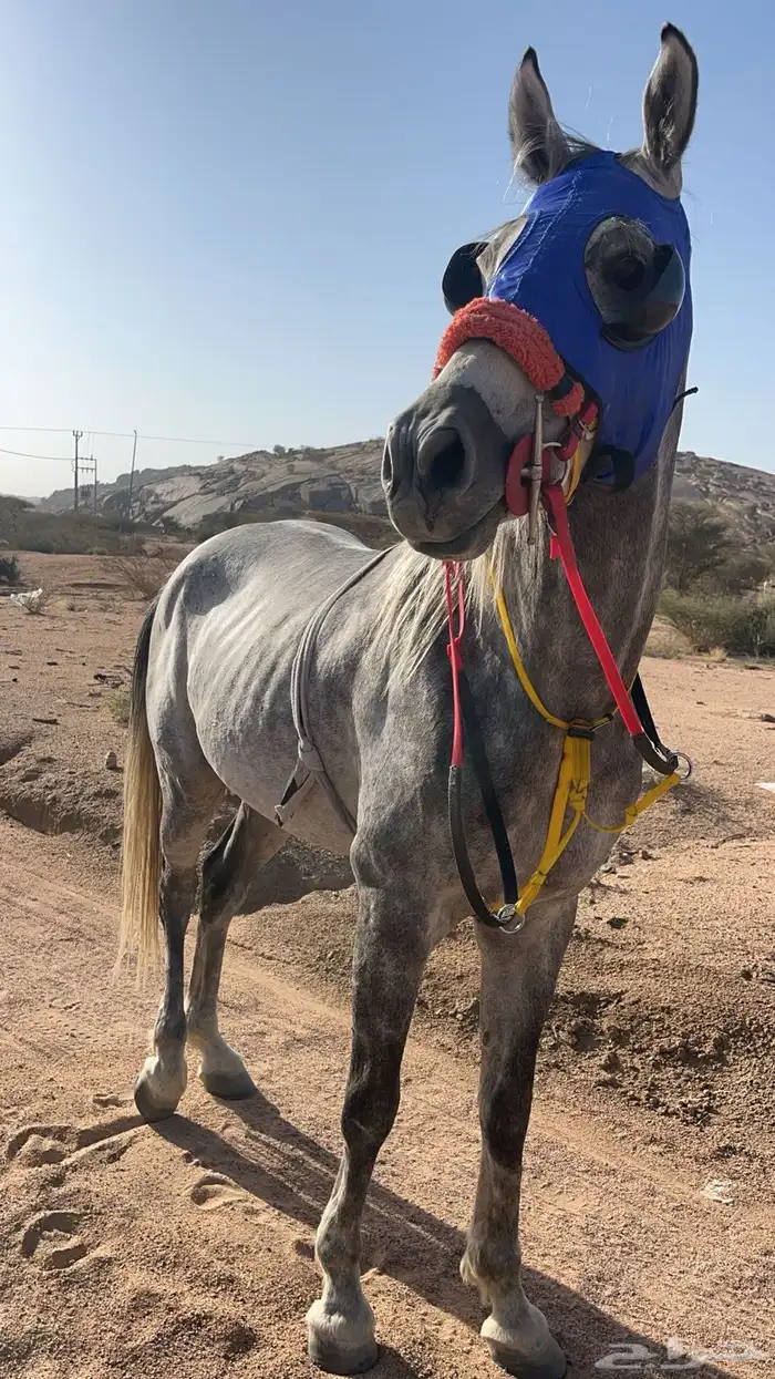 حصان شعبي 0