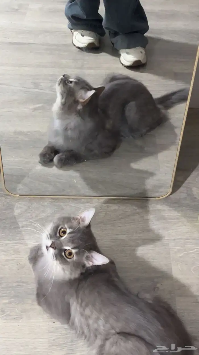 قطط 0