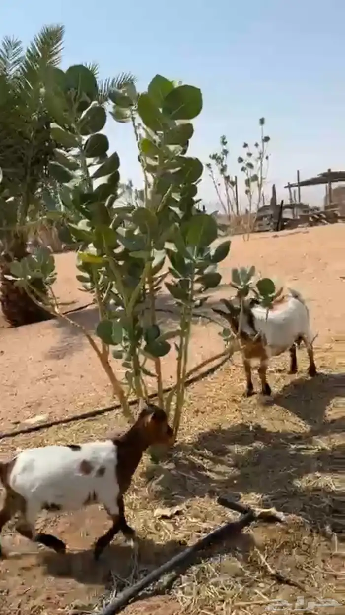 ماعز قزم 0