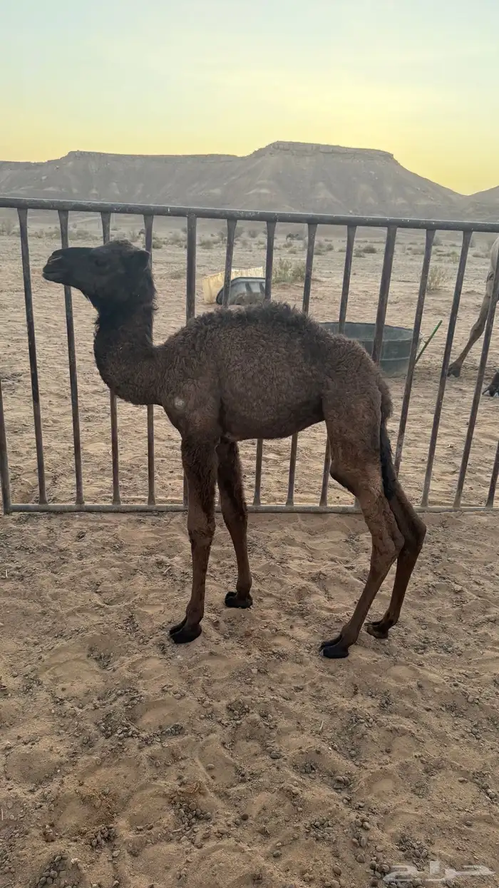 حواره ضيار 0