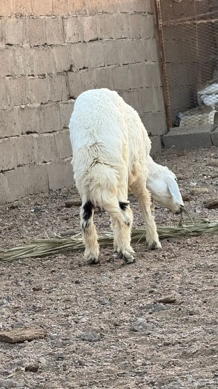 خرفان للبيع 5