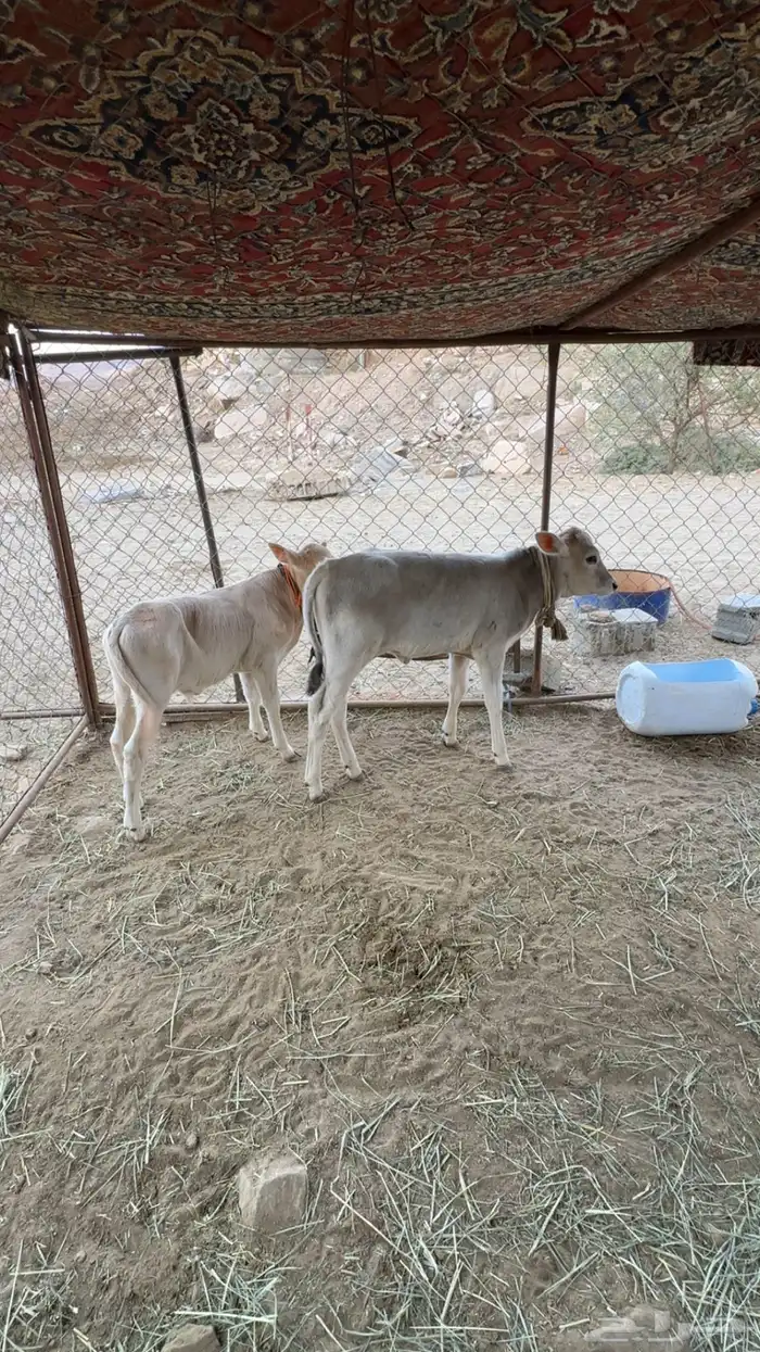 بقرتين جرسي هولندي 8